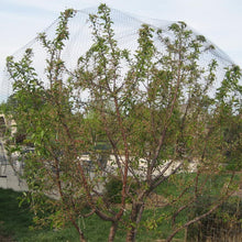 Load image into Gallery viewer, Aviary Net Pond Net Against Birds Robust Protection Fruit Plant (10m x 4m)
