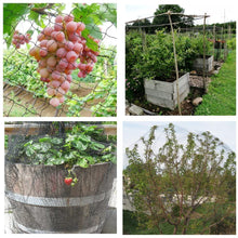 Load image into Gallery viewer, Vogelschutznetz schwarz|Volierennetz|Anti Vogelnetz Netz|Geflügelnetz|Schutznetz gegen Insekten für Beerensträucher Obstbäume Obst Crop Pflanze Baum Vineyard Hühner Gänse Puten
