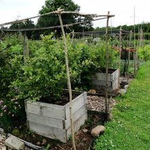 Load image into Gallery viewer, Aviary Net Pond Net Against Birds Robust Protection Fruit Plant (10m x 4m)

